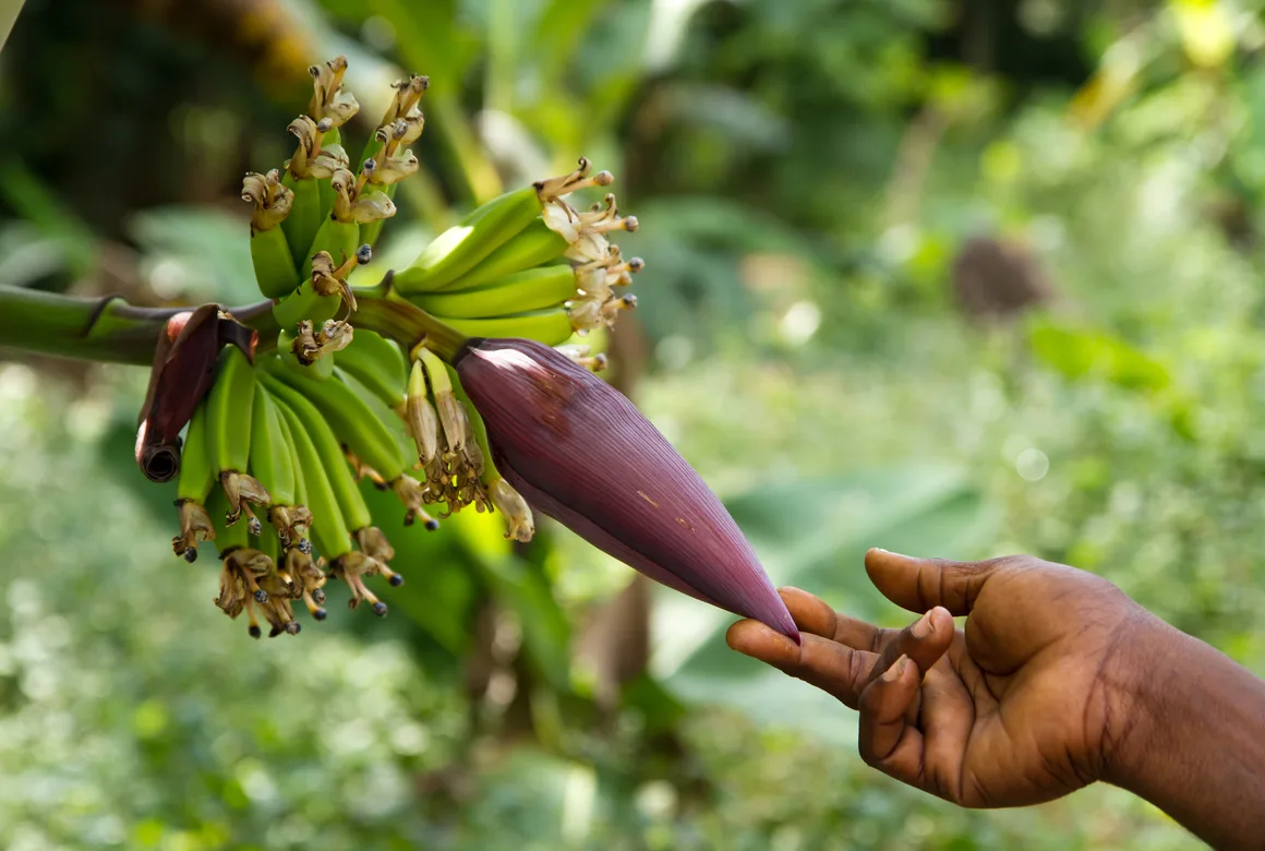 Spice Farm Experience
