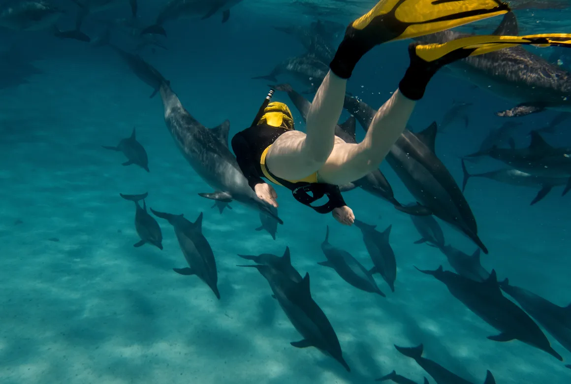 Dolphin Tour