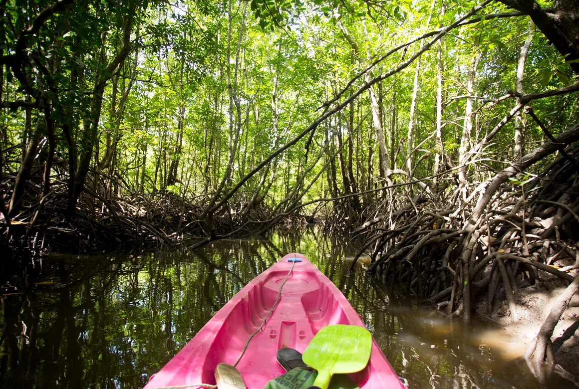 Kayak Mangrove