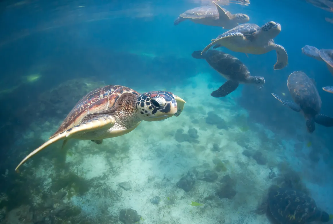 Turtle Experience (Nungwi)