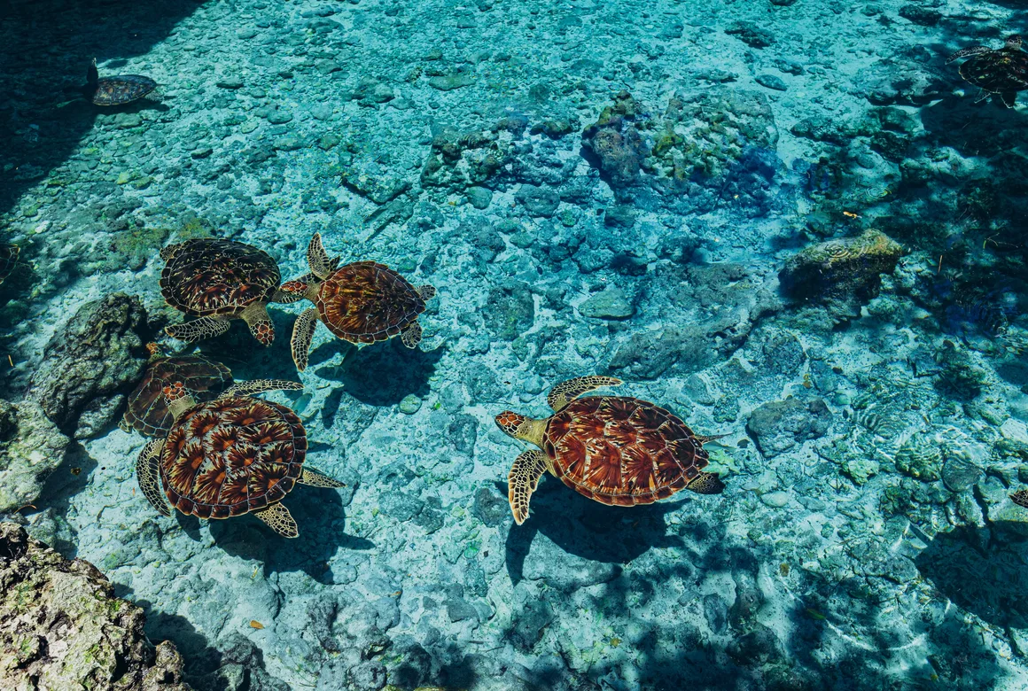 Salaam Cave (Turtle)